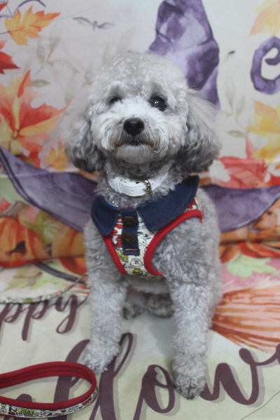 千葉県船橋市のトイプードルのトリミング前画像