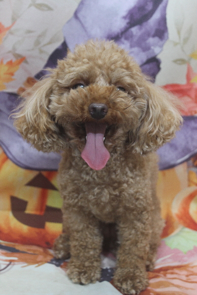 神奈川県横浜市のトイプードルのトリミング前画像