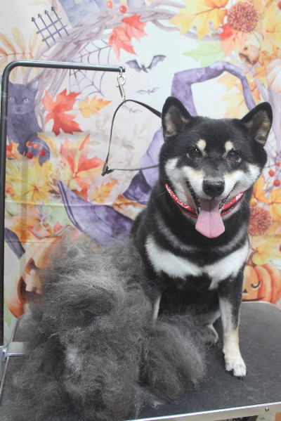 千葉県船橋市の柴犬のトリミング画像