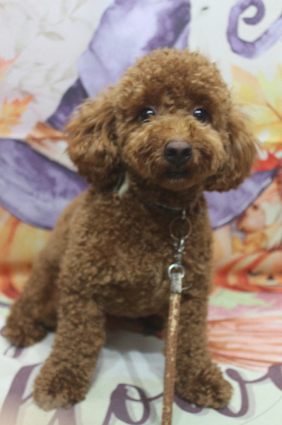 千葉県船橋市のトイプードルのトリミング前画像