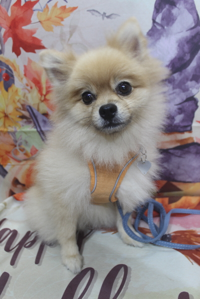 千葉県船橋市のポメラニアンのトリミング前画像
