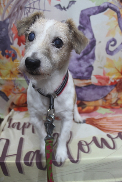 千葉県船橋市のジャックラッセルのトリミング前画像