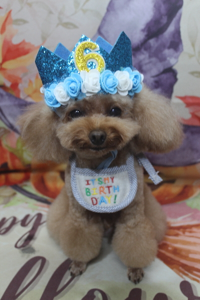 千葉県千葉市のトイプードルのトリミング画像