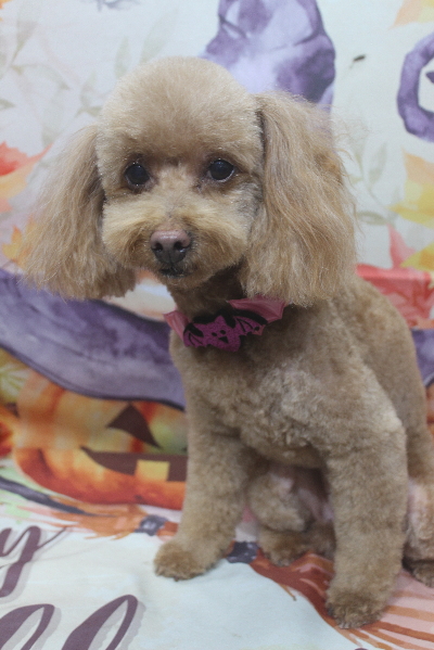 千葉県船橋市のトイプードルのトリミング画像