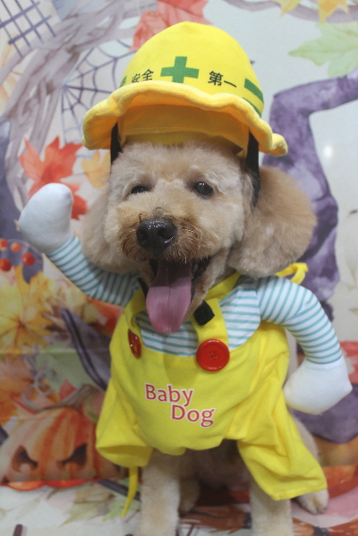 千葉県船橋市のトイプードルのトリミング画像