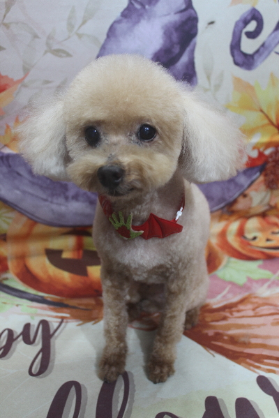 千葉県船橋市のトイプードルのトリミング画像