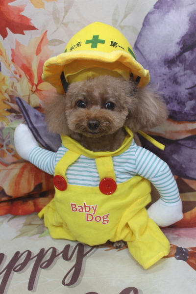 千葉県千葉市のトイプードルのトリミング画像