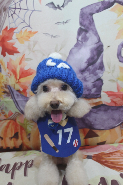 千葉県鎌ケ谷市のトイプードルのトリミング画像