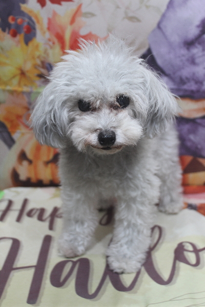 千葉県印西市のトイプードルのトリミング前画像