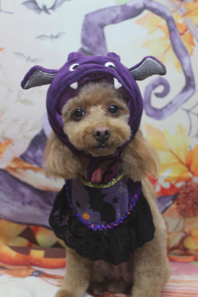 千葉県船橋市のトイプードルのトリミング画像