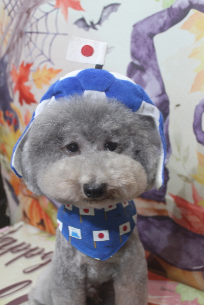 千葉県船橋市のトイプードルのトリミング画像