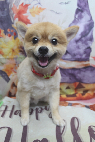 千葉県船橋市ポメラニアンのトリミング画像