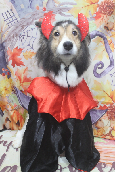 千葉県船橋市のシェルティのトリミング画像