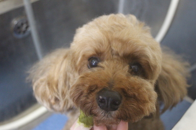 千葉県船橋市のトイプードルの歯磨き画像