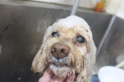 千葉県船橋市のトイプードルのシャンプー画像