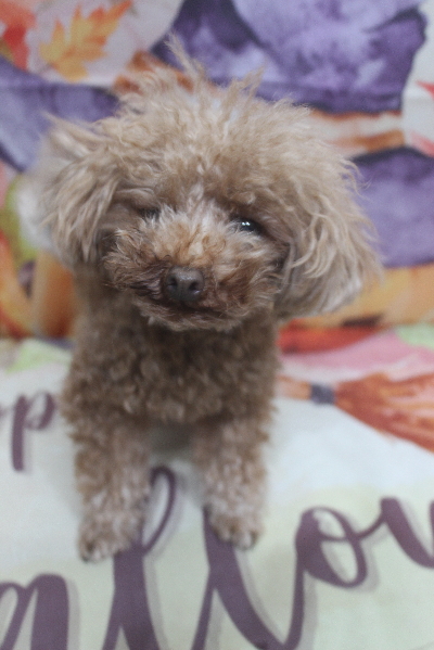 千葉県印西市のトイプードルのトリミング前画像