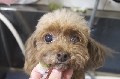 千葉県船橋市のトイプードルの歯磨き画像