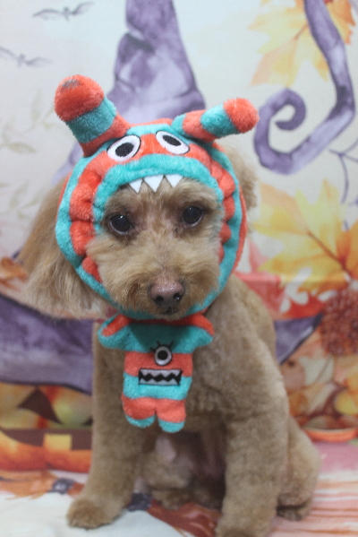 千葉県船橋市のトイプードルのトリミング画像