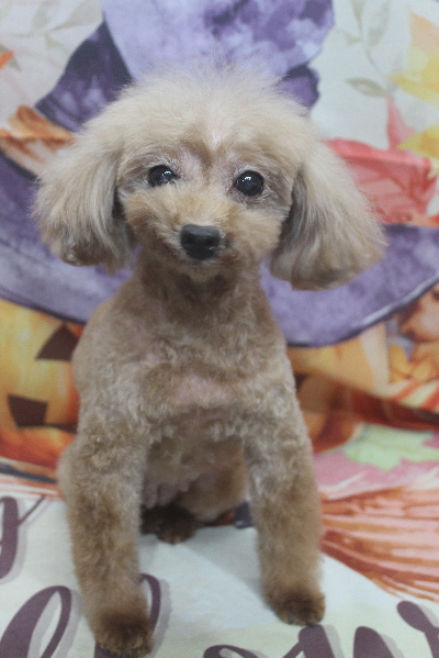 トイプードルブリーダーの成犬、トリミング画像