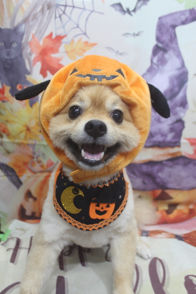 千葉県船橋市ポメラニアンのトリミング画像