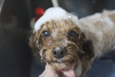 千葉県船橋市のトイプードルのシャンプー画像