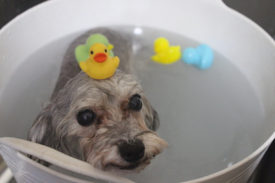 千葉県印西市のトイプードルの炭酸泉画像