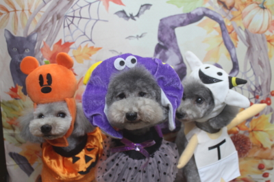 千葉県船橋市のトイプードルのトリミング画像