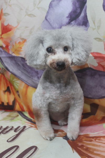 トイプードルブリーダーの成犬、トリミング画像