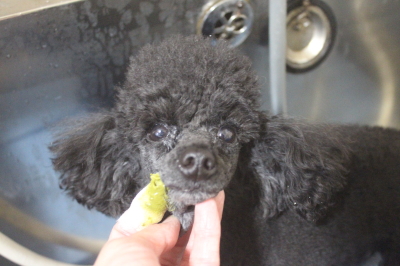千葉県鎌ヶ谷市のトイプードルの歯磨き画像