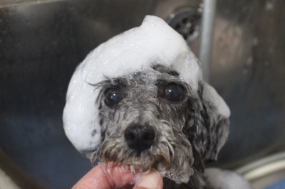 千葉県船橋市のトイプードルのシャンプー画像