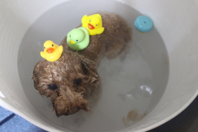 千葉県印西市のトイプードルの炭酸泉画像