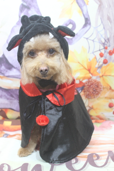 千葉県船橋市のトイプードルのトリミング画像