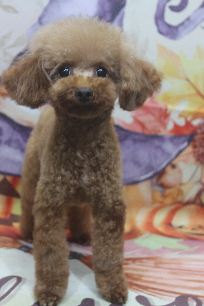 トイプードルブリーダーの成犬、トリミング画像