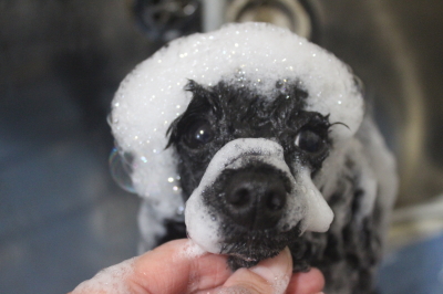 千葉県鎌ヶ谷市のトイプードルのシャンプー画像