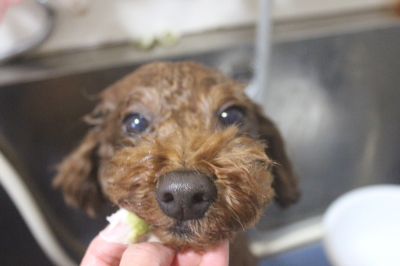 千葉県船橋市のトイプードルの歯磨き画像