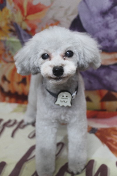 千葉県印西市のトイプードルのトリミング画像