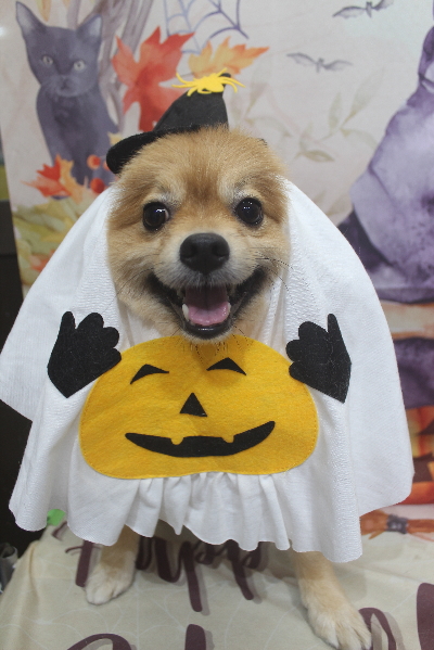 千葉県船橋市ポメラニアンのトリミング画像