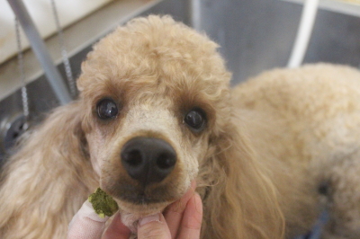 千葉県鎌ヶ谷市のトイプードルの歯磨き画像