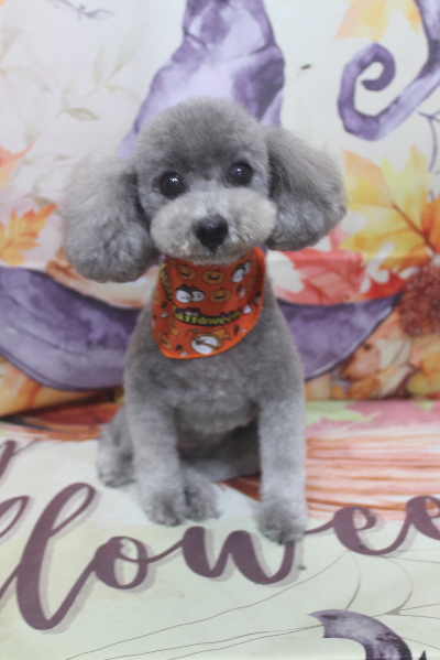 千葉県船橋市のトイプードルのトリミング画像