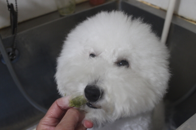 神奈川県川崎市のトイプードルの歯磨き画像