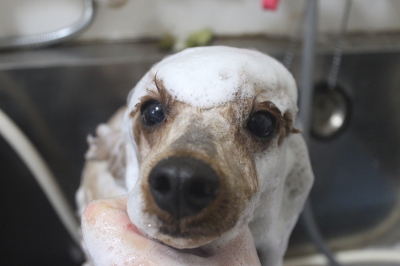千葉県鎌ヶ谷市のトイプードルのシャンプー画像