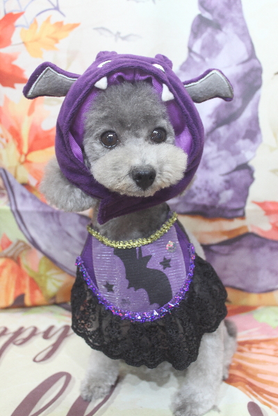 千葉県船橋市のトイプードルのトリミング画像