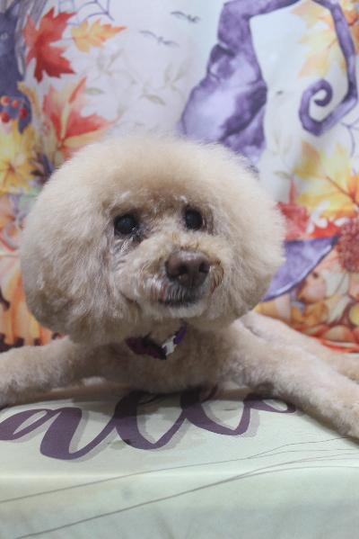 千葉県船橋市のトイプードルのシャンプー画像