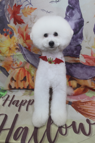 神奈川県川崎市のトイプードルのトリミング画像