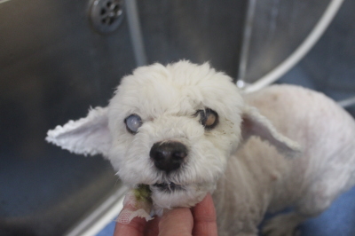 千葉県船橋市のトイプードルの歯磨き画像