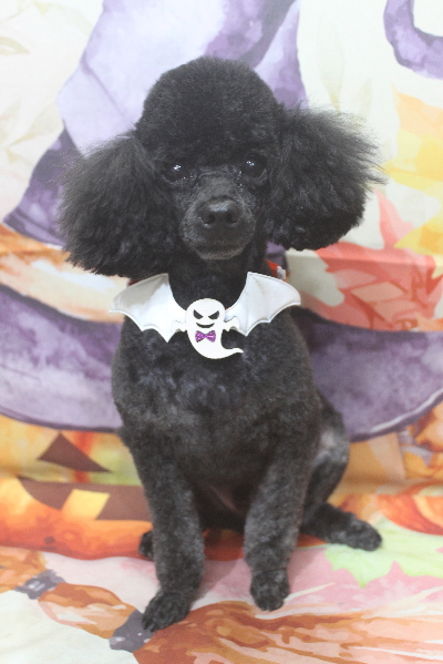 千葉県鎌ヶ谷市のトイプードルのトリミング画像