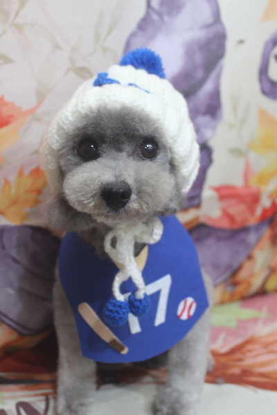 千葉県船橋市のトイプードルのトリミング画像