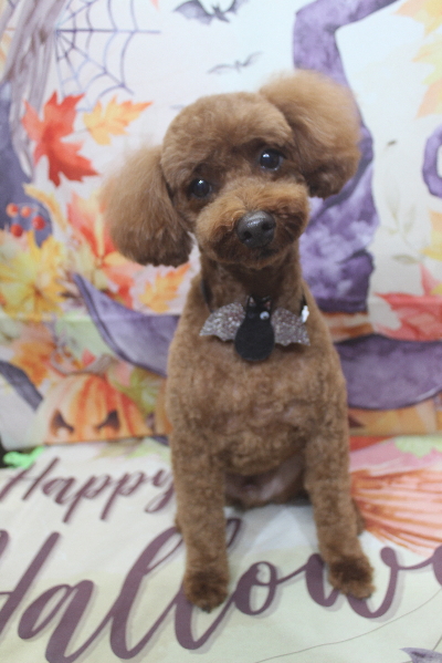 千葉県船橋市のトイプードルのトリミング画像