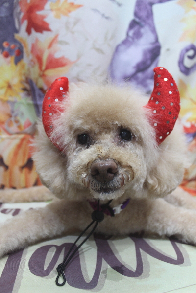 千葉県船橋市のトイプードルのシャンプー画像