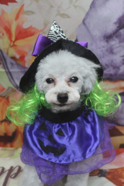 千葉県印西市のトイプードルのトリミング画像